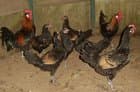 Bergische Kraher Chickens